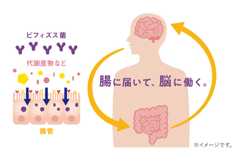 メモリービフィズス